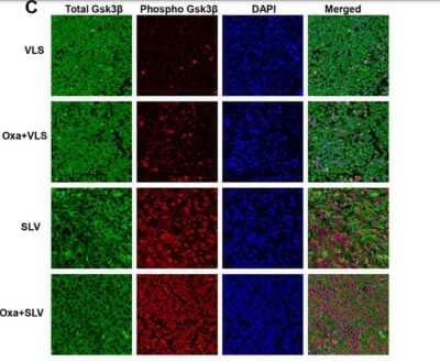 Immunohistochemistry: GSK-3 beta Antibody (3D10) - BSA Free [NBP1-47470]