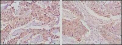 Immunohistochemistry-Paraffin: GSK-3 beta Antibody (3D10) - BSA Free [NBP1-47470]