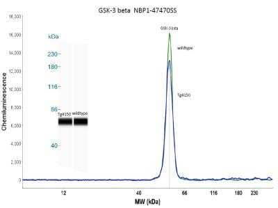 Simple Western: GSK-3 beta Antibody (3D10)BSA Free [NBP1-47470]