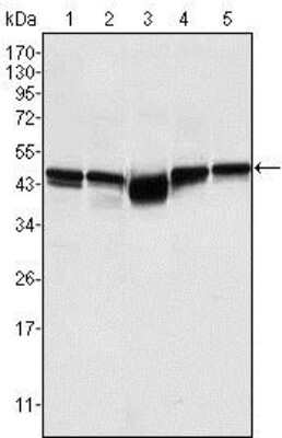 Western Blot: GSK-3 beta Antibody (3D10)BSA Free [NBP1-47470]