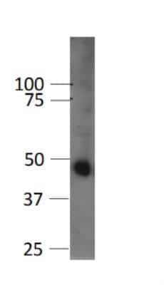 Western Blot: GSK-3 beta Antibody (3D10)BSA Free [NBP1-47470]