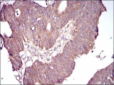 Immunohistochemistry-Paraffin: GSK-3 beta Antibody (3D6B4) - BSA Free [NBP2-52478]