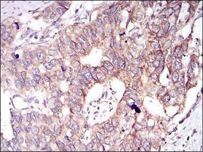 Immunohistochemistry-Paraffin: GSK-3 beta Antibody (3D6B4) - BSA Free [NBP2-52478]