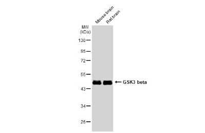 Western Blot: GSK-3 beta Antibody (GT1619) [NBP3-13691]