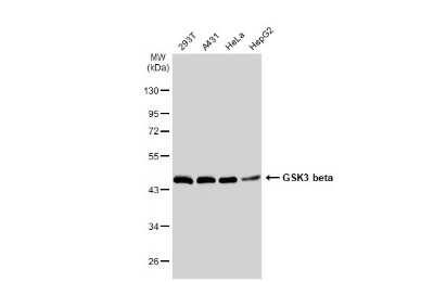 Western Blot: GSK-3 beta Antibody (GT1619) [NBP3-13691]