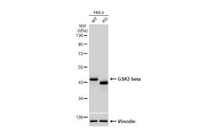 Western Blot: GSK-3 beta Antibody (GT1619) [NBP3-13691]