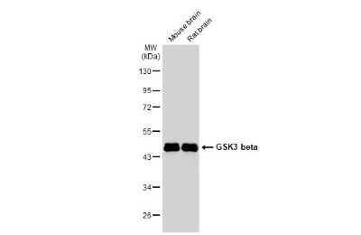 Western Blot: GSK-3 beta Antibody (GT16711) [NBP3-13679]