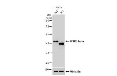 Western Blot: GSK-3 beta Antibody (GT16711) [NBP3-13679]