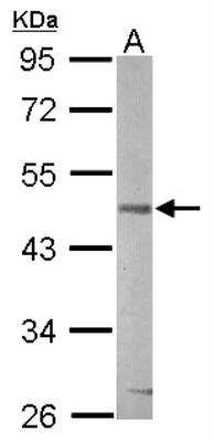 Western Blot: GSK-3 beta Antibody [NBP1-31353]