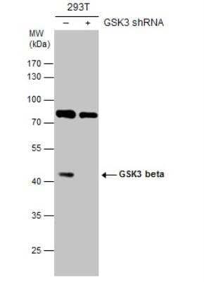 Western Blot: GSK-3 beta Antibody [NBP1-31353]