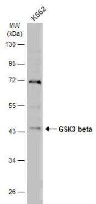 Western Blot: GSK-3 beta Antibody [NBP1-31353]