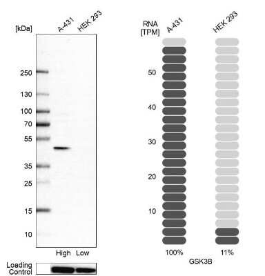 GSK-3 beta Antibody