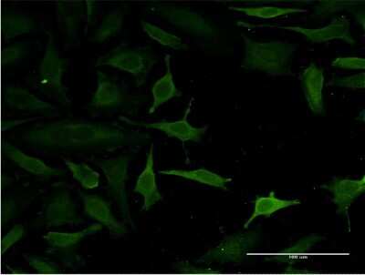 Immunocytochemistry/ Immunofluorescence: GSKIP Antibody (2F2) [H00051527-M06]