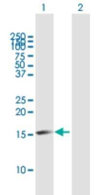 Western Blot: GSKIP Antibody [H00051527-B01P]