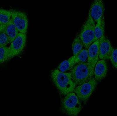 Immunocytochemistry/ Immunofluorescence: GSPT1 Antibody (CL13336) [NBP3-18559]