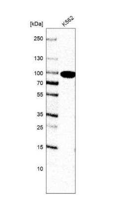 Western Blot: GSPT1 Antibody (CL13336) [NBP3-18559]