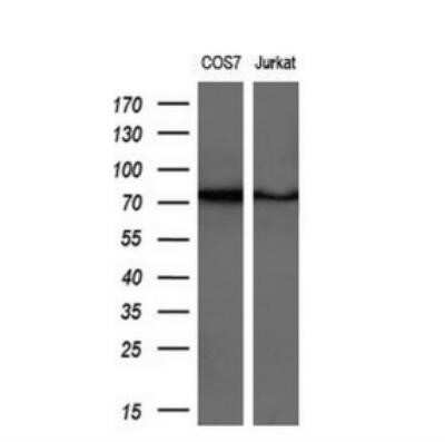 Western Blot: GSPT2 Antibody (OTI2G9)Azide and BSA Free [NBP2-71768]