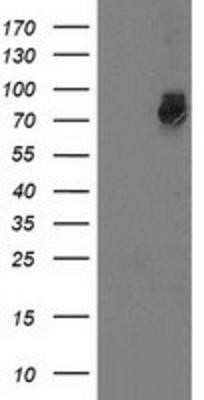 Western Blot: GSPT2 Antibody (OTI2G9)Azide and BSA Free [NBP2-71768]