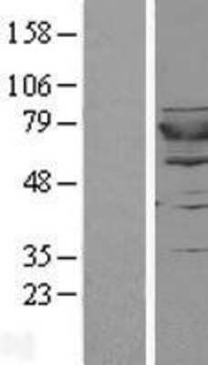 Western Blot: GSPT2 Overexpression Lysate [NBL1-11364]