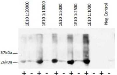 Western Blot: GST Epitope Tag Antibody (1E10)BSA Free [NBP2-50415]