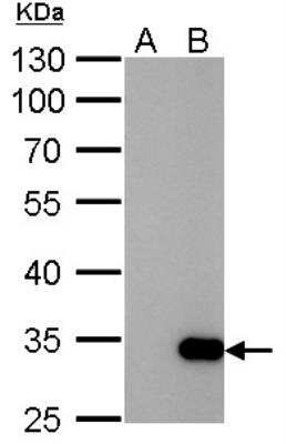 Western Blot: GST Epitope Tag Antibody (3G10) [NB600-446]