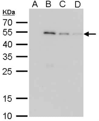 Western Blot: GST Epitope Tag Antibody (3G10) [NB600-446]