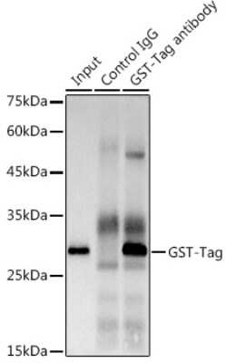 Immunoprecipitation: GST Epitope Tag Antibody (6I7V6) [NBP3-16888]