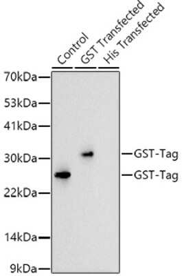 Western Blot: GST Epitope Tag Antibody (6I7V6) [NBP3-16888]