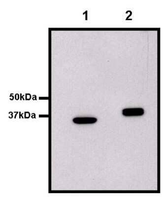 Western Blot: GST Epitope Tag Antibody (8-326) [NBP2-37824]