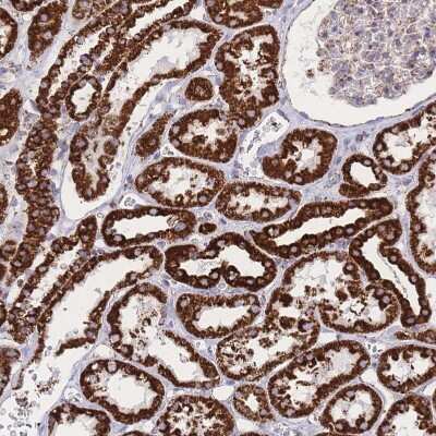 Immunohistochemistry-Paraffin: GST Epitope Tag Antibody [NBP2-14074]