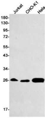 Western Blot: Glutathione S-Transferase mu 1/GSTM1 Antibody (S03-8G2) [NBP3-15037]