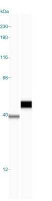 Simple Western: GST Epitope Tag AntibodyBSA Free [NB600-326]