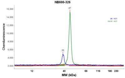 Simple Western: GST Epitope Tag AntibodyBSA Free [NB600-326]
