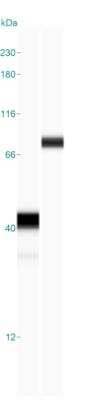 Simple Western: GST Epitope Tag AntibodyBSA Free [NB600-326]