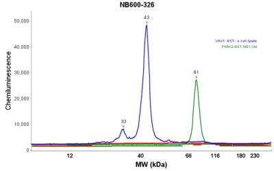 Simple Western: GST Epitope Tag AntibodyBSA Free [NB600-326]
