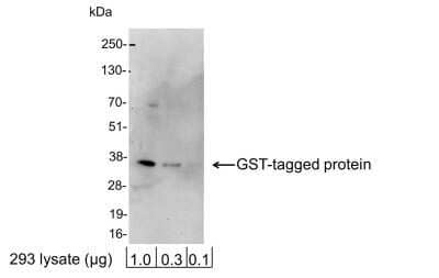 Western Blot: GST Epitope Tag AntibodyBSA Free [NB600-325]