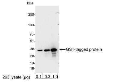 Western Blot: GST Epitope Tag AntibodyBSA Free [NB600-326]