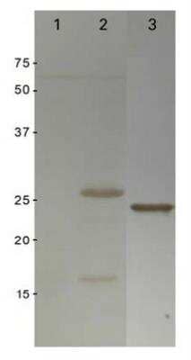 Western Blot: GST Epitope Tag AntibodyAzide and BSA Free [NBP2-37820]