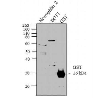 Western Blot: GST Epitope Tag AntibodyAzide and BSA Free [NBP2-37820]