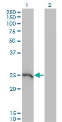 Western Blot: GSTA1 Antibody (1F9) [H00002938-M08]