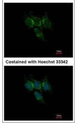 Immunocytochemistry/ Immunofluorescence: GSTA1 Antibody [NBP1-32233]