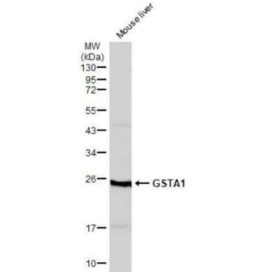 Western Blot: GSTA1 Antibody [NBP1-33586]