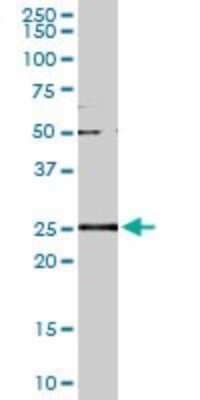 Western Blot: GSTA2 Antibody (3D4) [H00002939-M05]