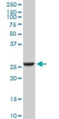 Western Blot: GSTA2 Antibody (3D4) [H00002939-M05]