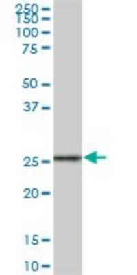 Western Blot: GSTA2 Antibody [H00002939-B01P]