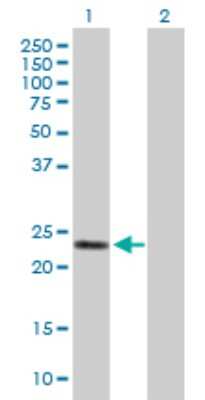 Western Blot: GSTA2 Antibody [H00002939-B01P]