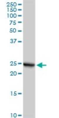 Western Blot: GSTA2 Antibody [H00002939-D01P]