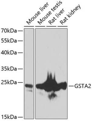 Western Blot: GSTA2 AntibodyBSA Free [NBP3-04544]