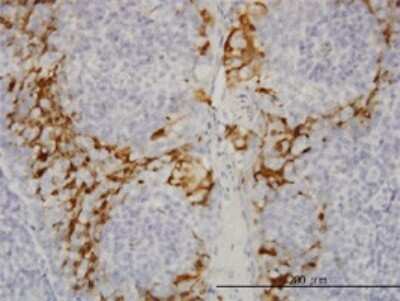 Immunohistochemistry-Paraffin: GSTA3 Antibody (1F11) [H00002940-M01]