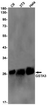 Western Blot: GSTA3 Antibody (S07-1G3) [NBP3-15038]